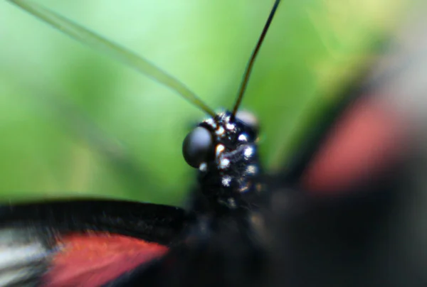 Perhonen — kuvapankkivalokuva