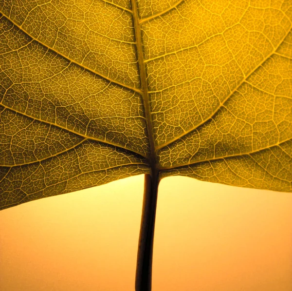 Bir Yaprağın Detaylı Fotoğrafı — Stok fotoğraf