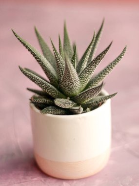 Pembe arka planı olan modern bir palette küçük bir kaktüs.