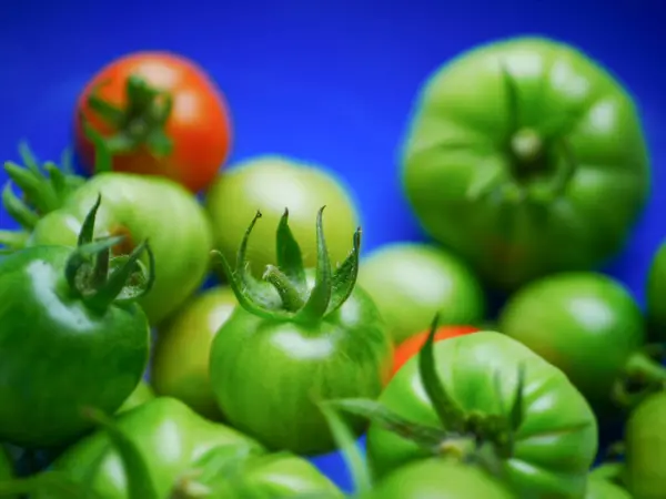 Ein Bund Roter Und Grüner Tomaten — Stockfoto