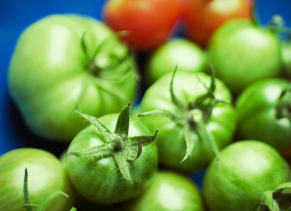 Eine Ernte Frischer Grüner Tomaten — Stockfoto