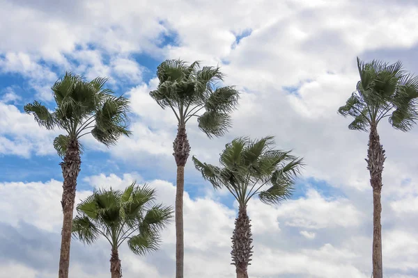 Five Palm Trees — Stock Photo, Image