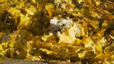 Köpek yaprakları sonbaharda oynuyor
