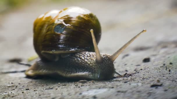 Big snail is crawling on wet rainy road — Stock Video