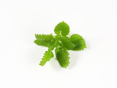 oğul otu yaprakları