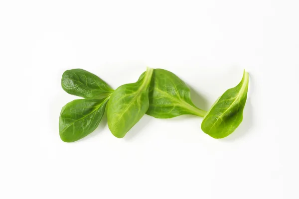 Fresh corn salad leaves — Stock Photo, Image