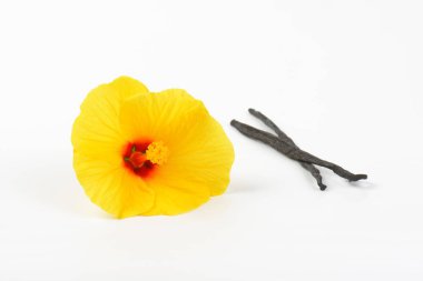 Hibiscus çiçek ve vanilya pods