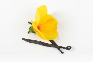 Hibiscus çiçek ve vanilya pods