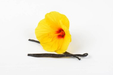 Hibiscus çiçek ve vanilya pods