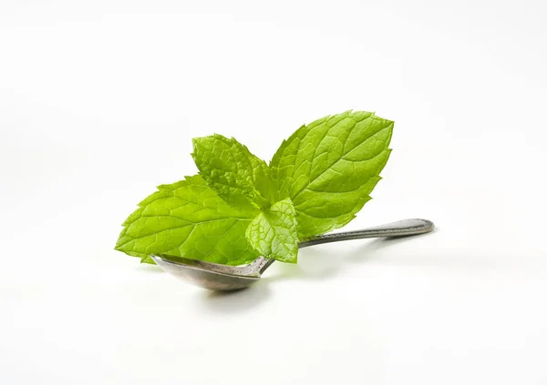 Daun mint segar — Stok Foto