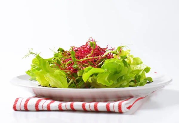 Green salad with sprouts — Stock Photo, Image