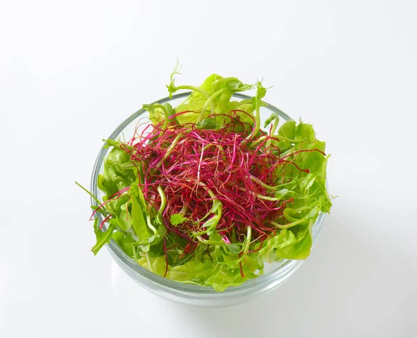 Green salad with sprouts — Stock Photo, Image