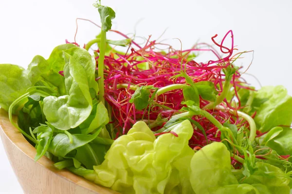 Grüner Salat mit Sprossen — Stockfoto
