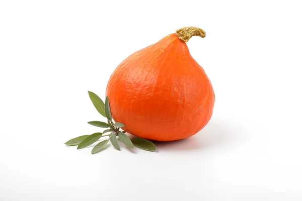 橙色的南瓜和鼠尾草 — 图库照片