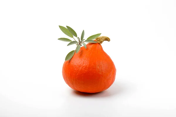 橙色的南瓜和鼠尾草 — 图库照片