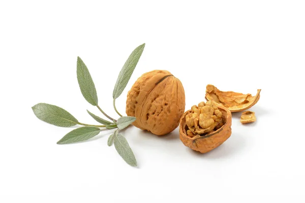 Walnuts and fresh sage — Stock Photo, Image