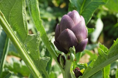 Mor başlı küre enginar