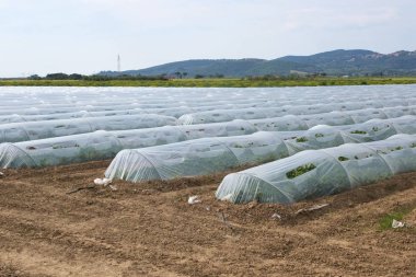 Polytunnels alanı
