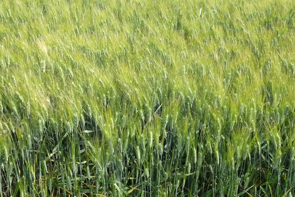 Groene tarweveld — Stockfoto