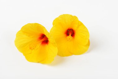 Sarı hibiscus çiçek