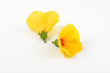 Sarı hibiscus çiçek