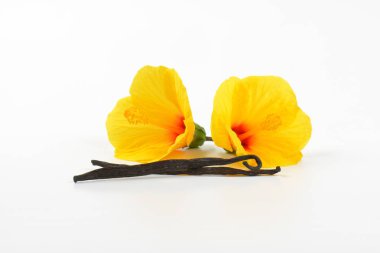 Hibiscus çiçek ve vanilya pods