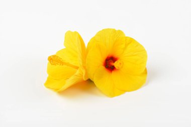 Sarı hibiscus çiçek