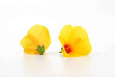 Sarı hibiscus çiçek