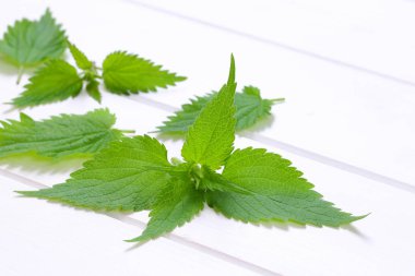 Taze ısırgan yaprakları