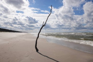 Sahilde takılıp dalgaların karaya attığı odun