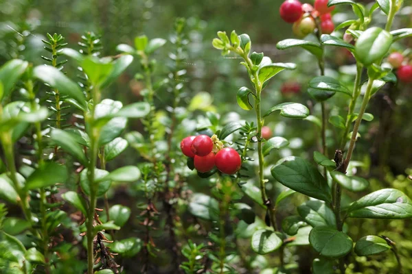 Červené brusinky v lese — Stock fotografie