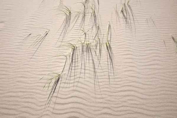 Grass on sand dune — Stock Photo, Image