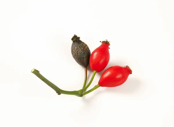 Ripe rose hips — Stock Photo, Image