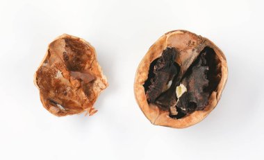 iki ceviz kabukları