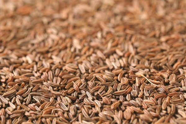Detalle de semillas de alcaravea — Foto de Stock