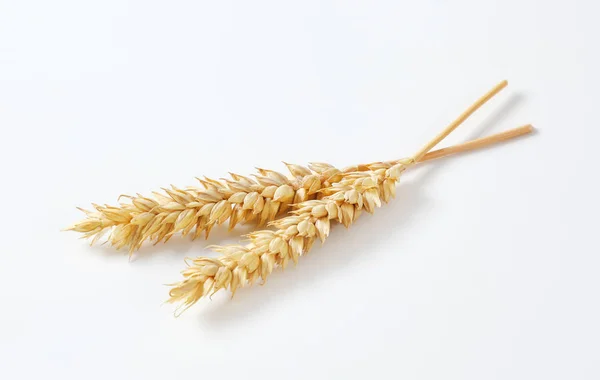 Dvě uši pšenice — Stock fotografie