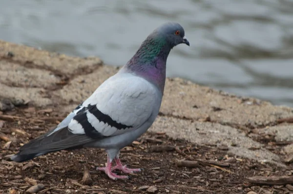 Un pigeon coloré — Photo