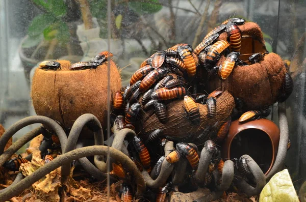 Niektóre ogromne karaluchy — Zdjęcie stockowe