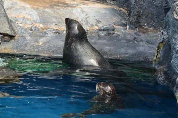 Kapalı bir ortamda bir mühür