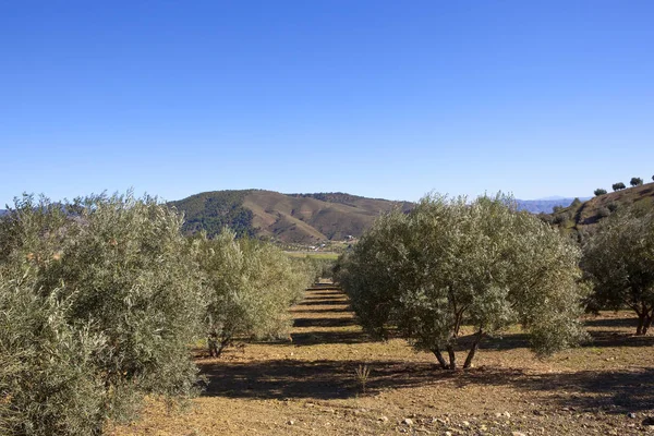 Производство оливок в Испании — стоковое фото