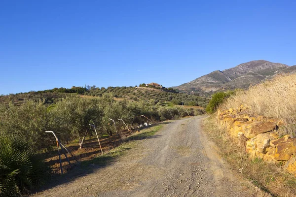 Dusty road and olive groves — Stock Photo, Image