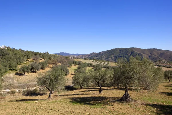 Mountains and olive groves — Stock Photo, Image