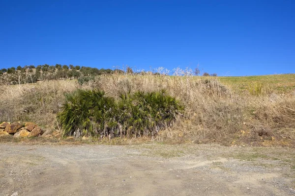 Trockene Landschaft mit Olivenhainen — Stockfoto