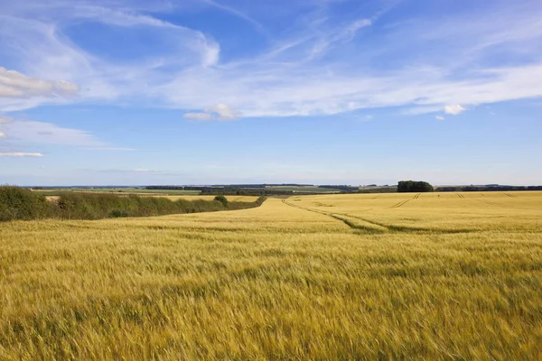 Yorkshire wolds gerst velden — Stockfoto