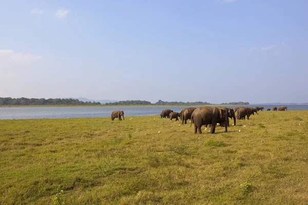 Sri lankan elefanti selvatici — Foto Stock