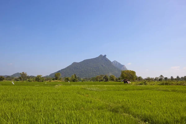 Sri lankan rice paddies — Stock Photo, Image