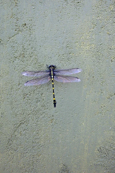 Beautiful sri lankan dragonfly — Stock Photo, Image