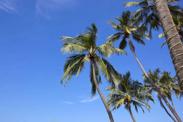 Coconut palms and blue sky background — Stock Photo, Image