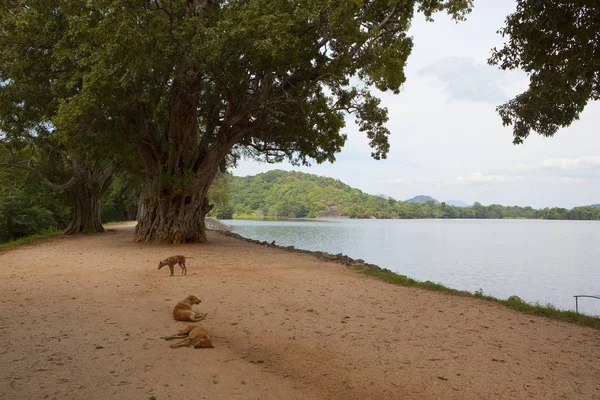 Sri lankan dogs resting by sorabora lake Stock Photo