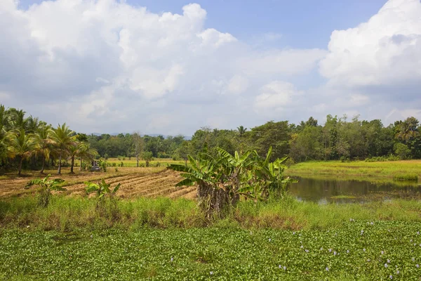 Sri lankan agriculture — Stock Photo, Image